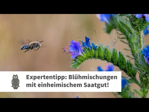 Expertentipp: Blühmischungen mit einheimischem Saatgut verwenden!