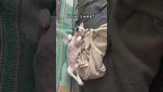 a 7-week-old rescue puppy Foster vlog 赤ちゃん保護犬🦮 #lovedogs #puppy