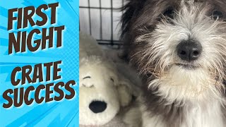 Puppy's First Night in a Crate Was a Success Thanks to This ONE Trick