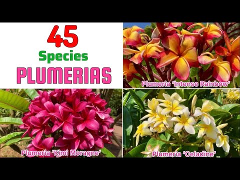 🔴45 PLUMERIA Species｜Best PLUMERIA Varieties with Identification from A to Z