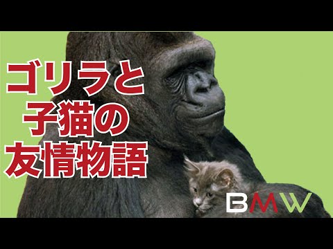 「ゴリラ ココ」の日本手話の表し方