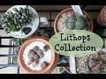 Lithops Collection (Baby Toes, Lithops Unboxing, Living Stones)