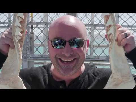 Disturbed On Tour: Port Lincoln Shark Cage Dive