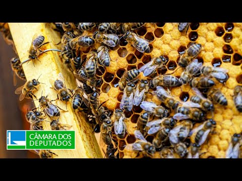 Comissão debate mortes de abelhas por agrotóxicos - 23/11/2023