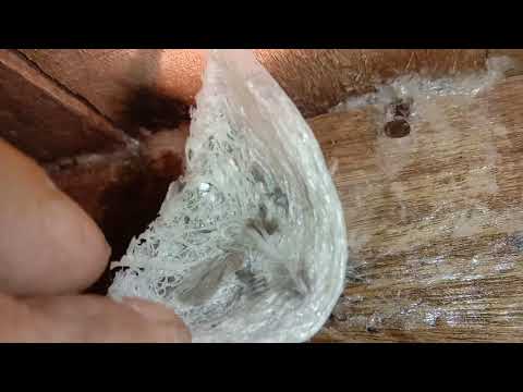 RBW SUKSES Panen Tetasan Harian(Yang Legit Yang Legend)