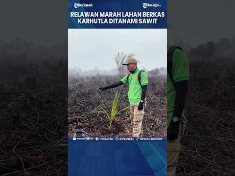 RELAWAN GERAM LAHAN BEKAS KARHUTLA DITANAMI SAWIT  BARU SEMALAM DIPADAMKAN, KURANG AJAR! #Shorts
