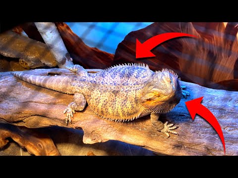 Bearded Dragon Body Language
