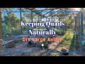 Building Large Aviary from Scratch DIY for Quails and other Birds #quails