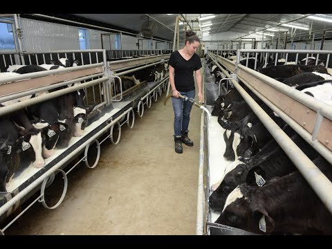 Outil de décision dans la production de veau de lait