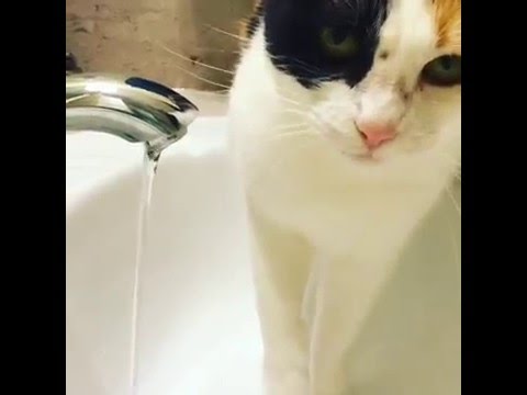 My Crazy Cat Drinks Water from the Faucet - Does Yours?