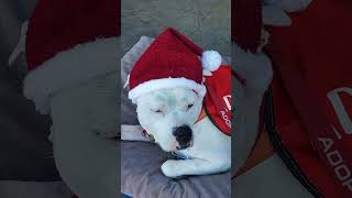 Video preview image #1 Bulloxer Puppy For Sale in Fresno, CA, USA