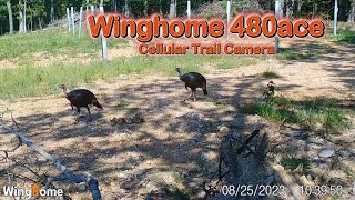 Trail Cam Tuesday - October 1, 2024