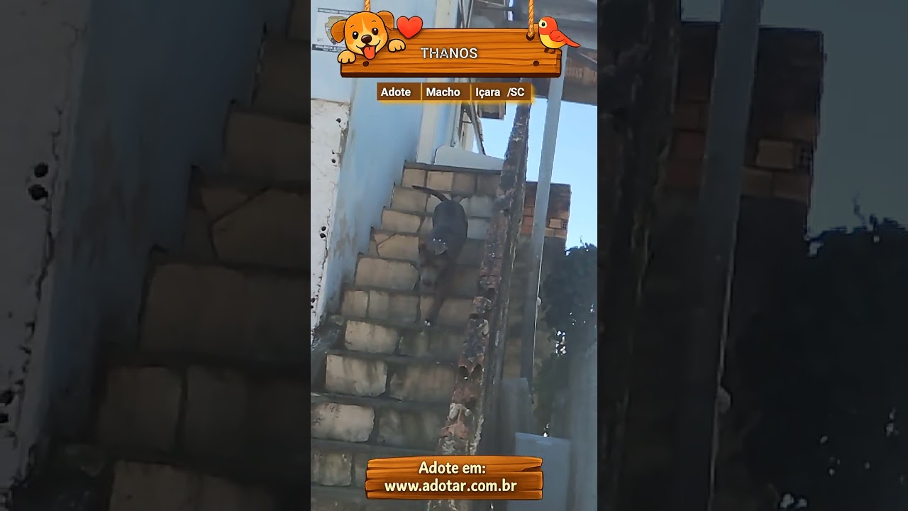 Cachorro raça Pit-Bull idade 4 anos nome THANOS