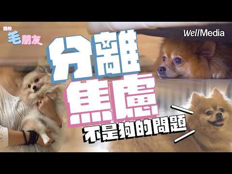 狗狗太黏人、愛亂叫?專業訓犬師教你1招搞定分離焦慮!【我的毛朋友】EP4