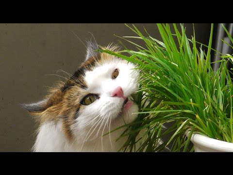 What Food Tastes Like to a Cat