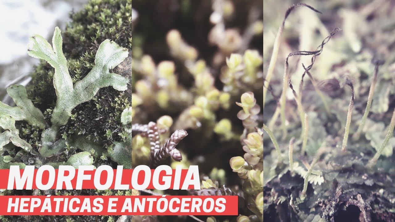 Morfologia de briófitas I antóceros e hepáticas