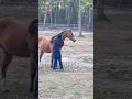 Have A Bond With Your Horse It Makes Everything More Enjoyable Horse Scooby Tarisdirtytwist