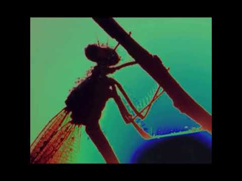 spooky little bug mix