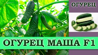 Огурец Наша Маша: отзывы, описание сорта, фото, видео, отзывы ...