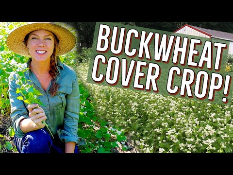 Buckwheat Cover Crop in the Home Garden