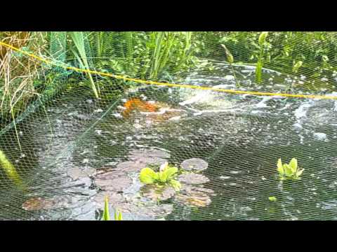 Koi love 2. 2016.05.08