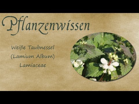 Pflanzenwissen - Die Weiße Taubnessel