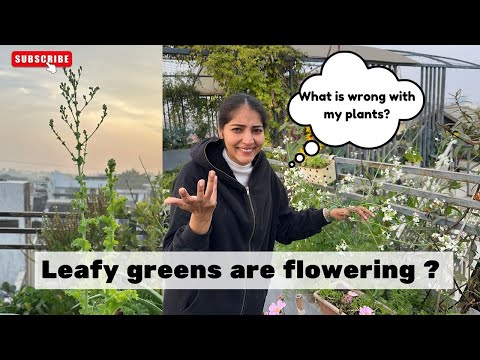 Why is my Lettuce, Coriander or Pakchoi flowering? BOLTING kya Hota hai ?