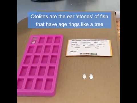 AGING PATAGONIAN TOOTHFISH