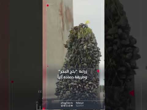 شاهد بالفيديو.. زراعة بلح البحر وطريقة حصاده الياً