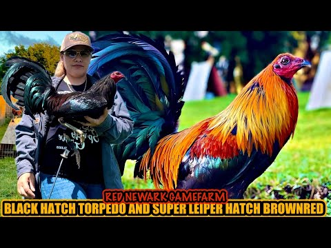 Black Hatch Torpedo And Super Leiper Hatch Brownred ~ RED NEWARK GAMEFARM