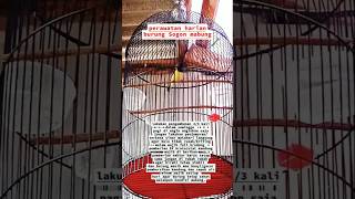 Download lagu Rawatan harian untuk burung sogon mabung #shorts #sogon #kicaumania #sogonmjl #fyp mp3