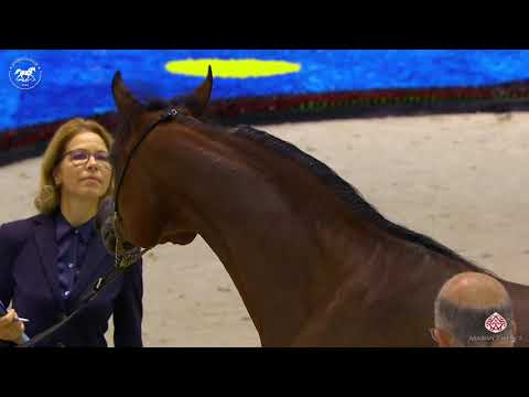 N 69 D SEENEYYAH   Dubai Arabian Horse Show 2020   Mares 4 6 Years Old Class 5