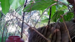 Download lagu C Tarpon Tapau BH Target Bertuan Bergelang Kaki Tembaga mp3 Download lagu C Tarpon Tapau BH Target Bertuan Bergelang Kaki Tembaga mp3