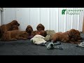 Irish Setter dogs for sale: Beacon - Video 1