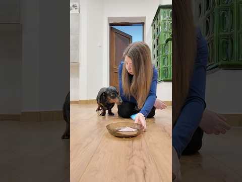 Egy új sonka trükk Merlinnel🥩🐶 Ellopja e ?🤯 #merlinesarturkalandjai