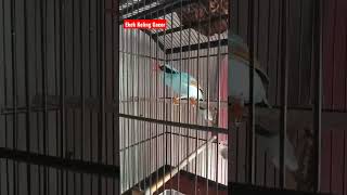 Download lagu Burung Ekek Keling Gacor 'Pas Buat Masteran Burung Murai Batu' mp3
