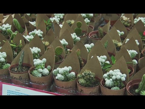 Mercado de flores busca incentivo em pequenas plantas