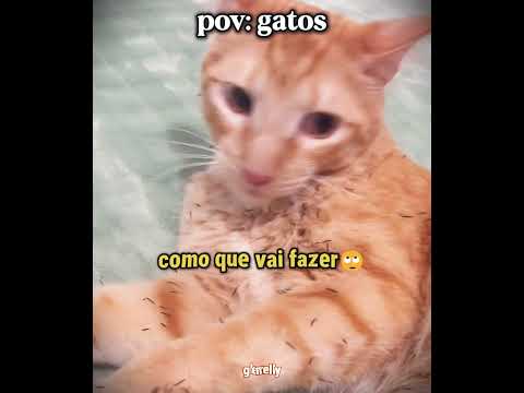 esse gato resolveu fazer um unboxing e foi hilário kkkk | #humor #gatos #engraçado #shorts