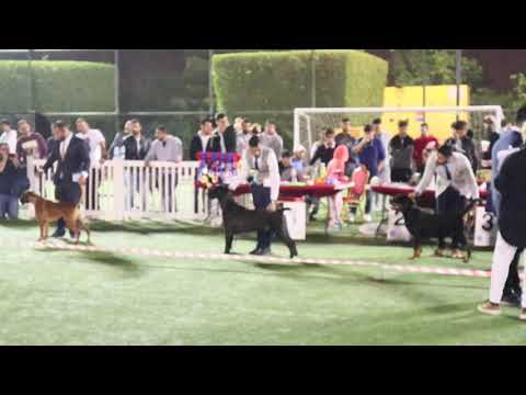 Bahrain International Dog Show Nov 2019 “Gravity Village” Best in Group 2