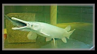 CRAZIEST indoor FISH FEEDING!! | Blake'sExoticAnimalRanch
