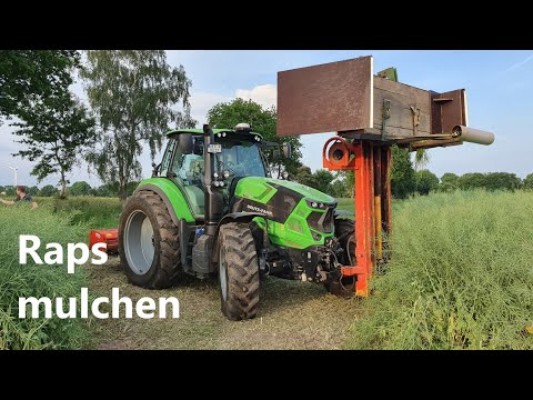 Raps mulchen / Es funktioniert nicht wie geplant