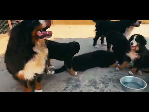 Perros Boyero de Berna en venta