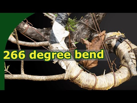 How to Bend Big Pine Branches?