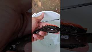 Download lagu Bikin alat sederhana buat ikan channa hasil mancing tidak mati mp3