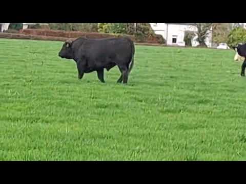 Pedigree Aberdeen Angus Bull - Image 2