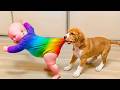 Babies And Dogs Are The Cutest Combo Try Not To Laugh At Their Funniest Moments