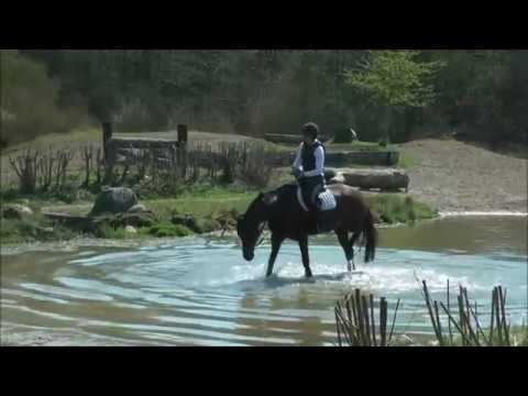 4j. Holsteiner Stute von Quiran-Caretino-Lord