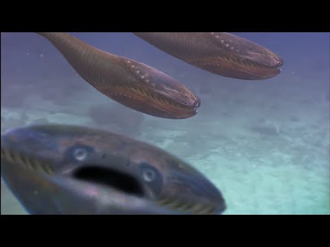 Weekly Wildlife Halloween Special: Silverfish and Sacabambaspis