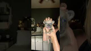 Blue merle French bulldog puppy. Crush
