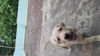 Alangu Mastiff Puppies Videos